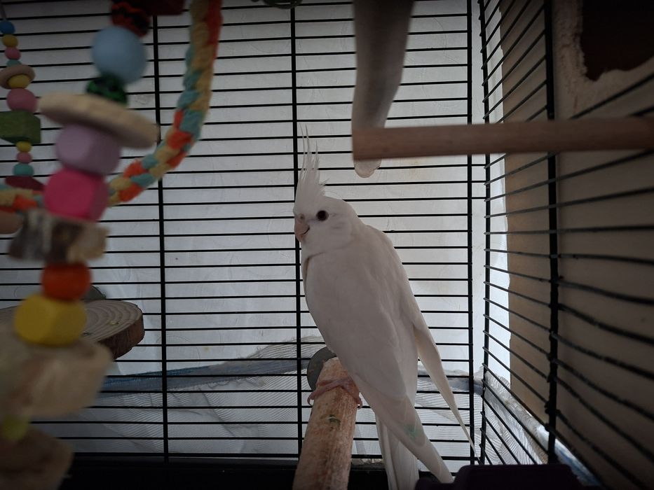 Млада двойка корели