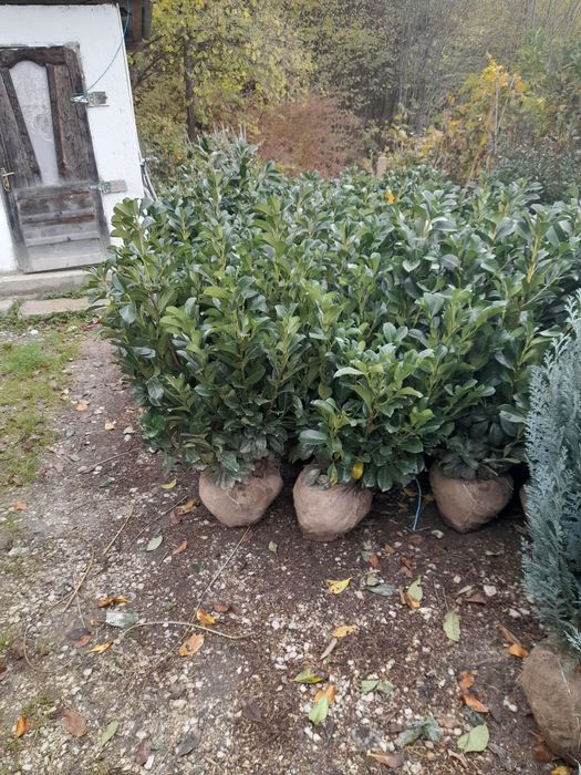 Braz mesteacăn tei pawlonia artar