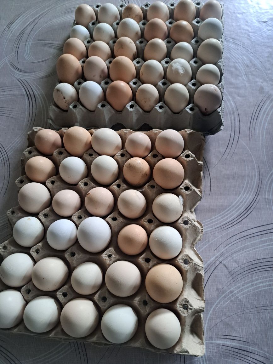 Оплодени домашни яйца