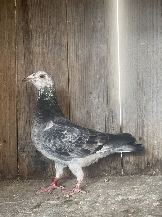 Porumbei voiajori cuci matca