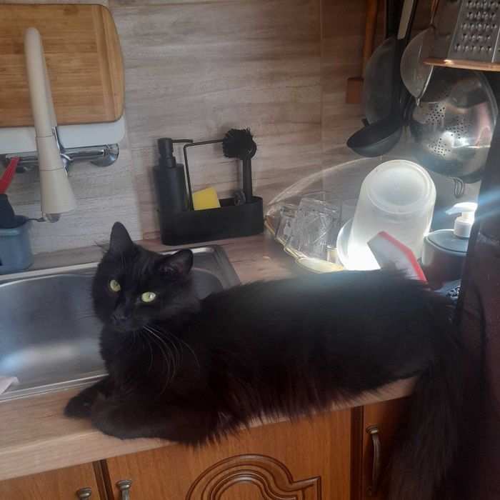 Котенца от турска ангора 2,5 месеца