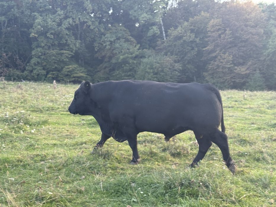 Taur angus cu origine