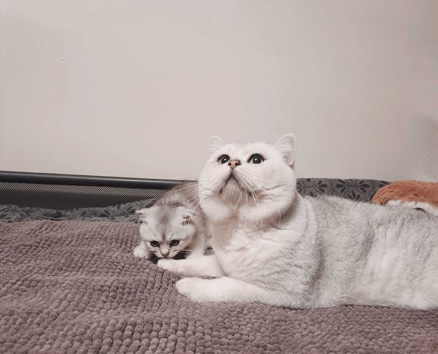 Чистокръвен шотландски клепоух, мъжко