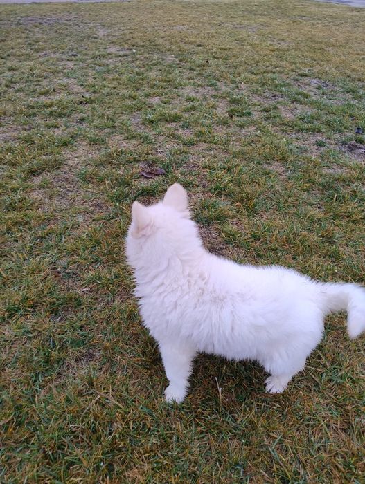 Ciobanesc elvețian (lup alb) - Berger Blanc Suisse