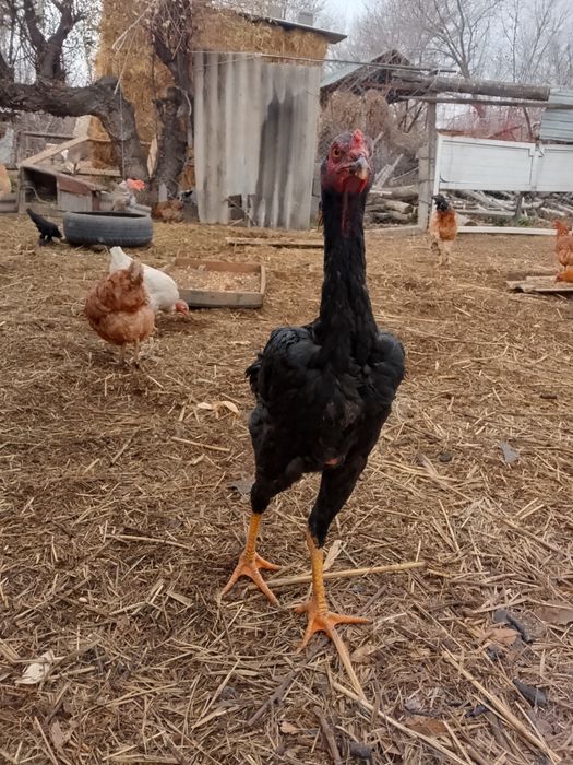 Два дакана этого года обмен на простых курей