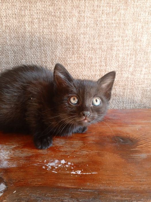 Отдаем котят умные