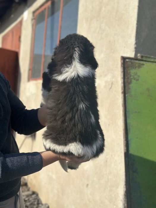 Българско овчарско куче