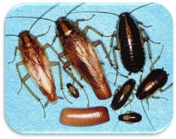 Удаление плесени,неприятных запахов,насекомых, грызунов,вирусов и