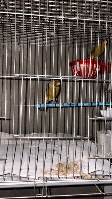 Kanareyka jup par красный дерево пар