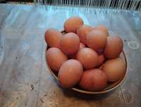 Продам дом яйцо свежее средние и мясо петушков