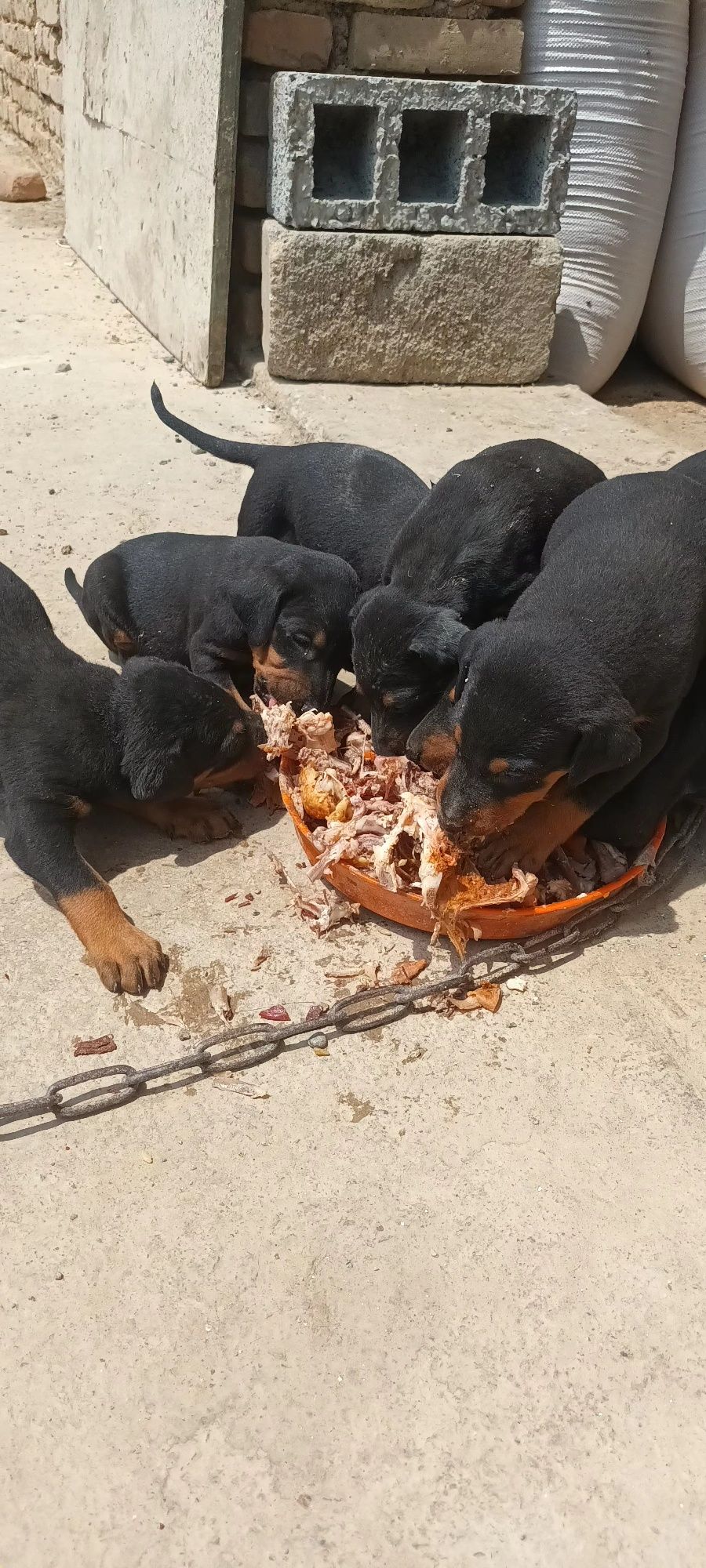 Doberman bobalari 8 aprelda tugilgan sotiladi faqad oladigan tel qilsi