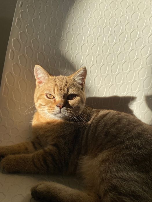 кошка британской породы