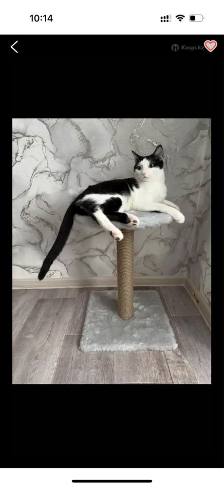 Кот, кастрат, 1 жас