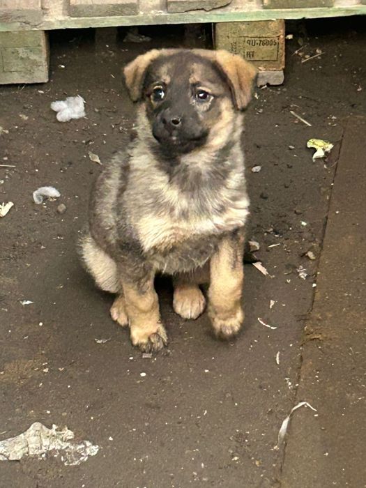 Отдам щенка даром очень умная девочка.прибилась на территорию ТД