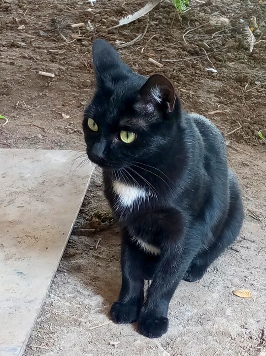 Срочно! отдаём котят