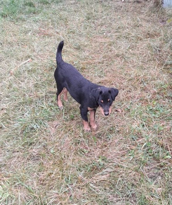 Cățelușă Jagdterrier