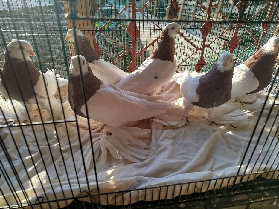 Qopqon kaptarlar sotiladi