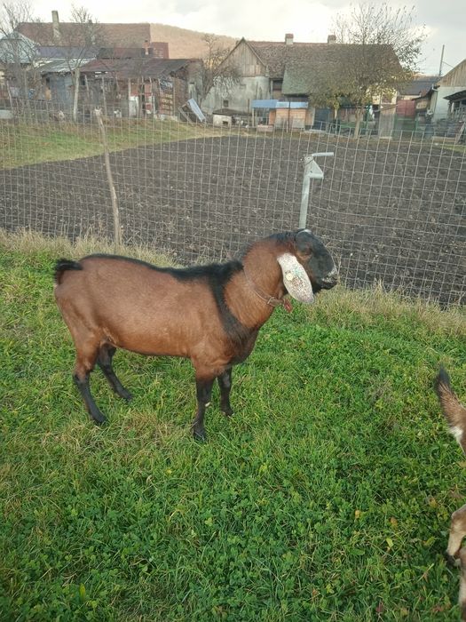 Vând țap Anglo Nubian cu Pedigree