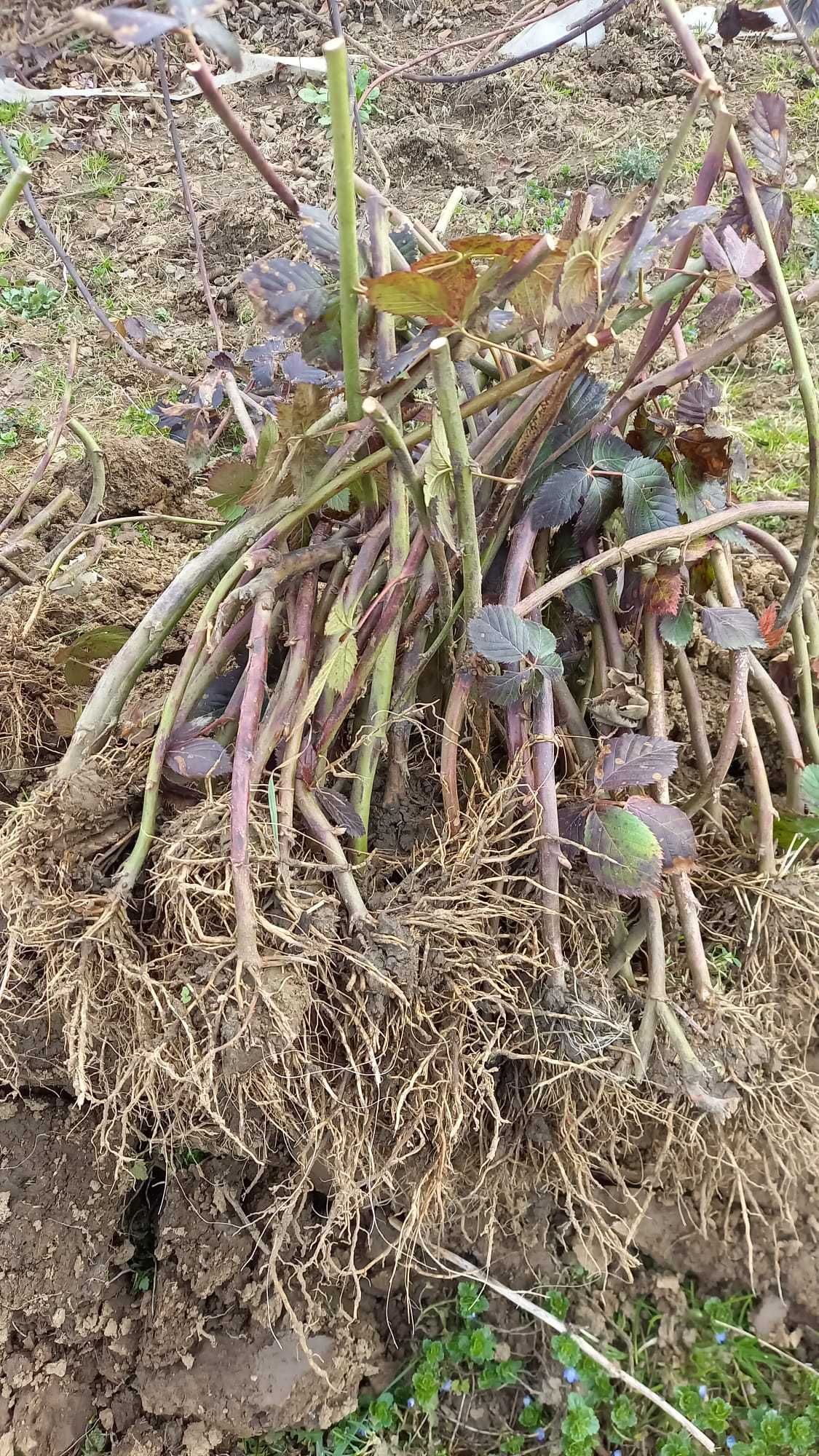 OFERTĂ butasi mur THORNFREE (fără spini) !!!