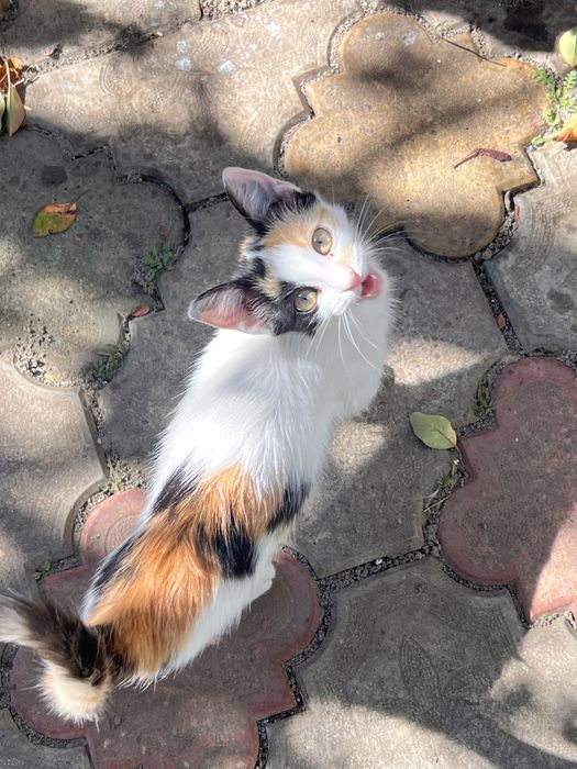 Adoptie pui pisica