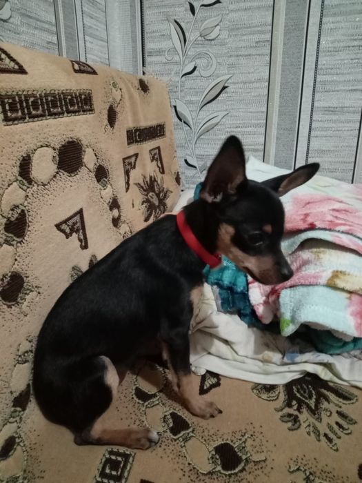 Щеночек ТойТерьер 3 месяца