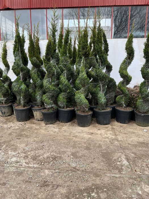 Plante decorative pentru grădini, curți și spații publice