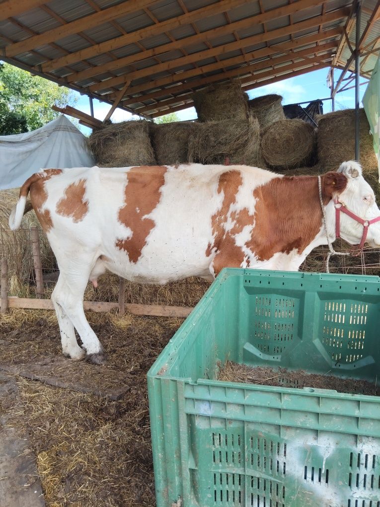 Vaca cu vitel de 7 luni
