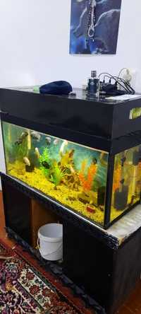 200litrlik akvarium tek ozi
