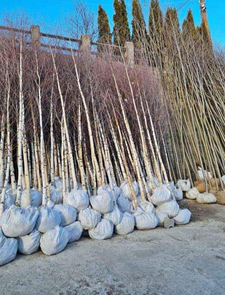 Vând mesteacăn alb betula pendula