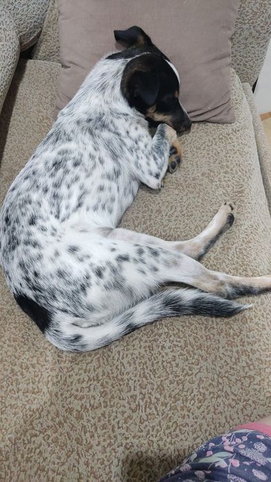 Отдам в хорошие руки щенка