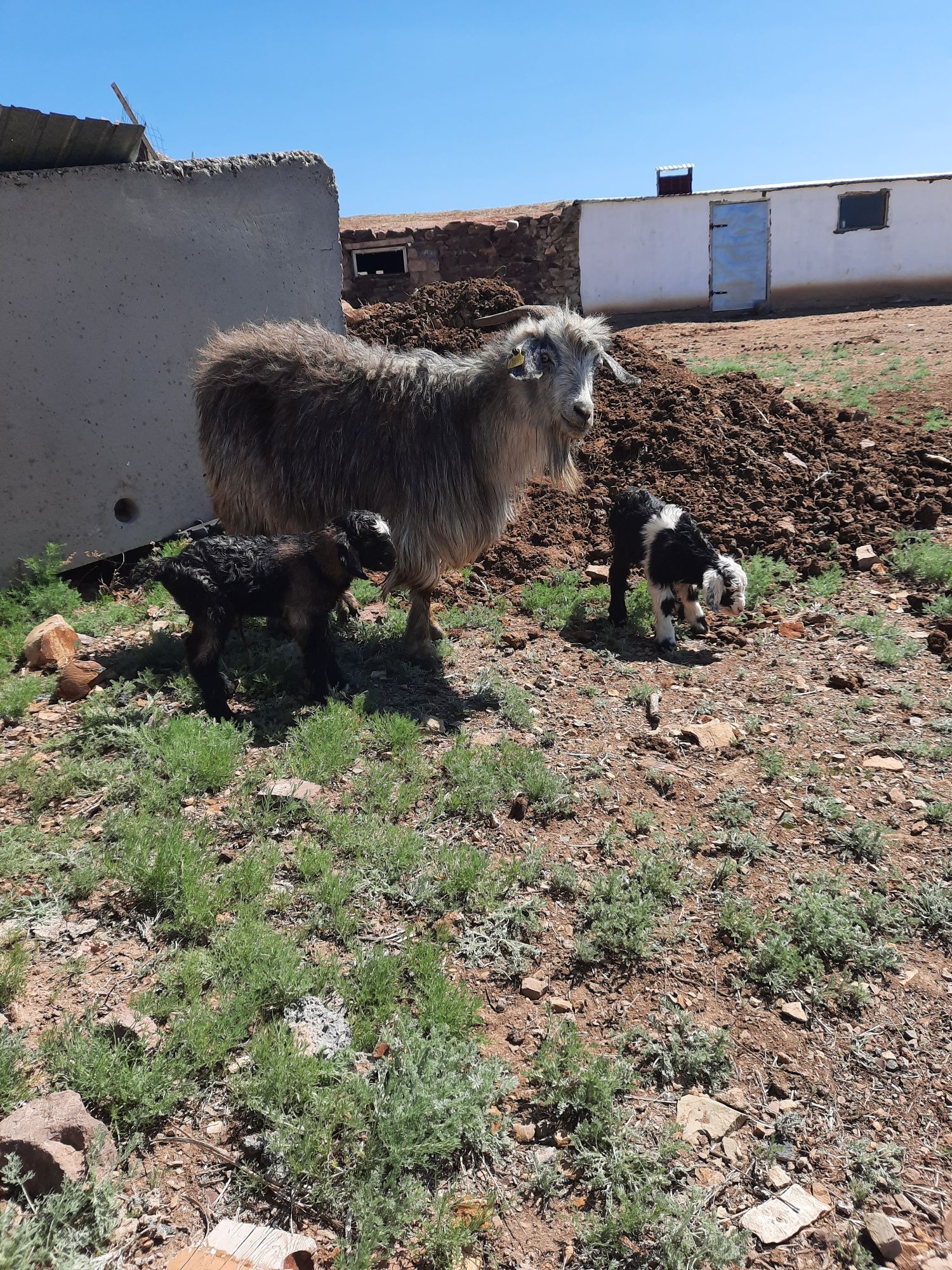 Продам коз с козлятами