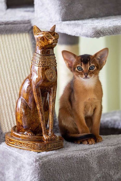 Pui pisica Abyssinian