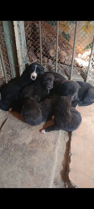 Төбет күшіктер сатылады