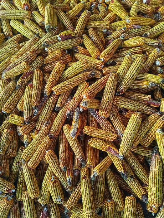Vând porumb știuleți