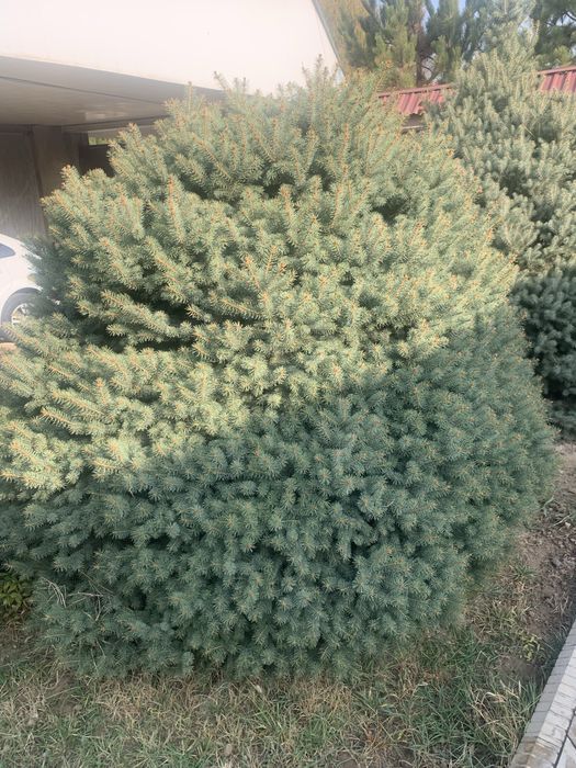 Арча голубой ель елка тоза Украинадан кеган месныймас келиб курила