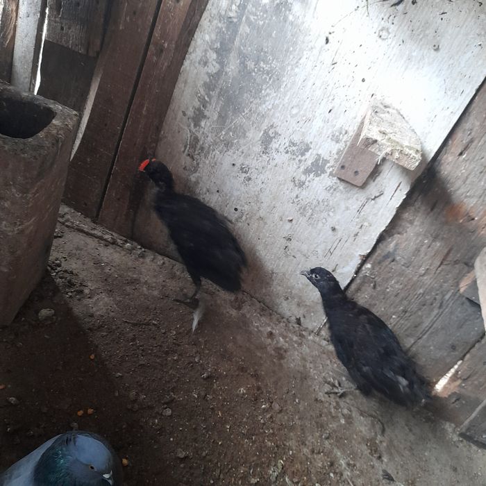 Flori , păsări, plante și animale pregătite pentru o casă nouă