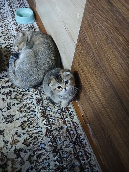 Продаю котёнка девачка