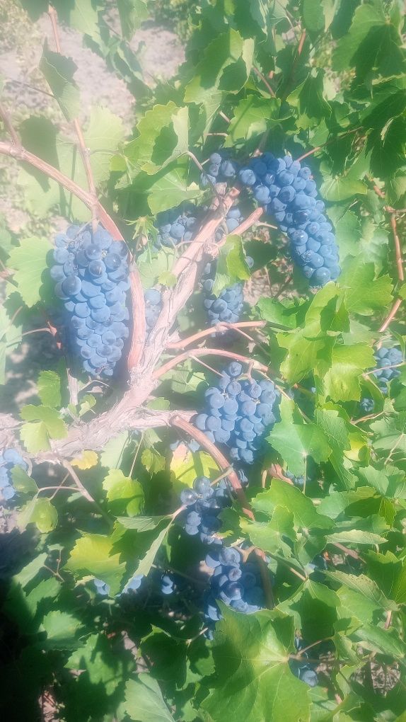 Struguri PRODUCATOARE pentru vin nu