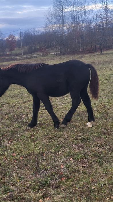 Vând mânz armăsar