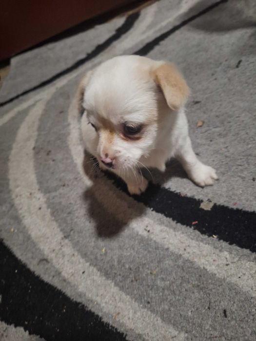 Малки Чихуахуа..