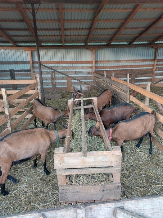 Vând capre și iede alpine franceze