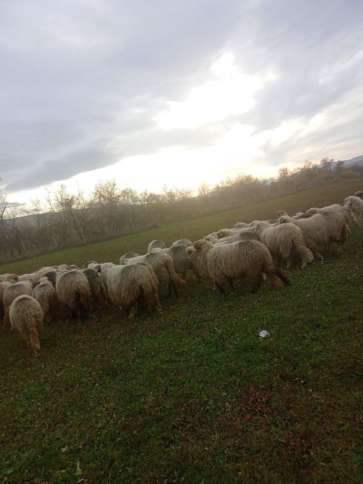 Vând 40 de oi și 1 berbec