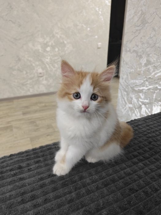 Отдам котят бесплатно