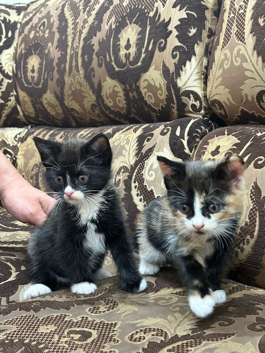 Отдам котят. Мальчик и девочка