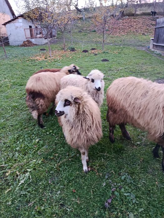 De vânzare 6 miele de anul acesta