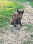 Fetiță sterlizată pentru adopție