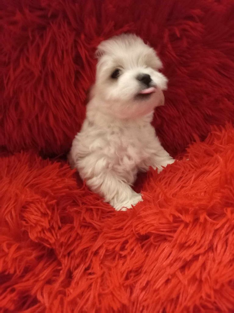 Pui bichon maltez