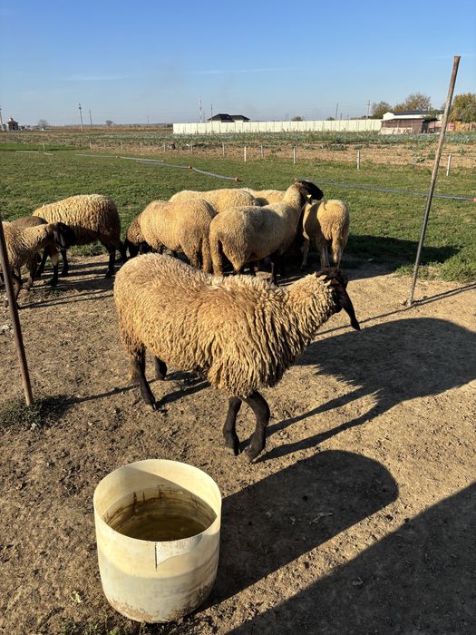 Vând berbec carabaș