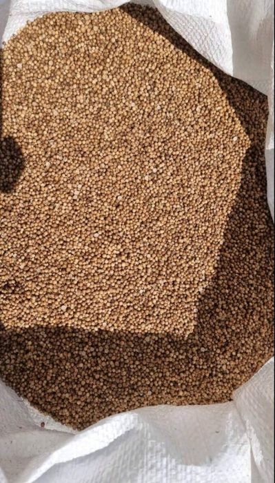 Продавам заготвен кориандър и семена