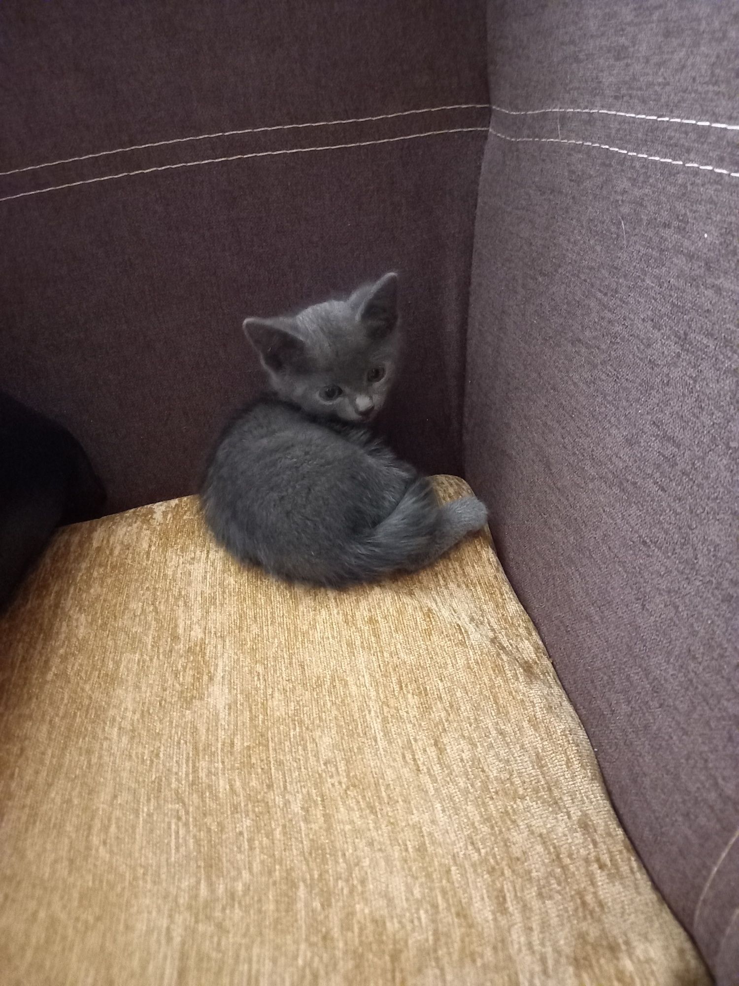 Руска синя котка
